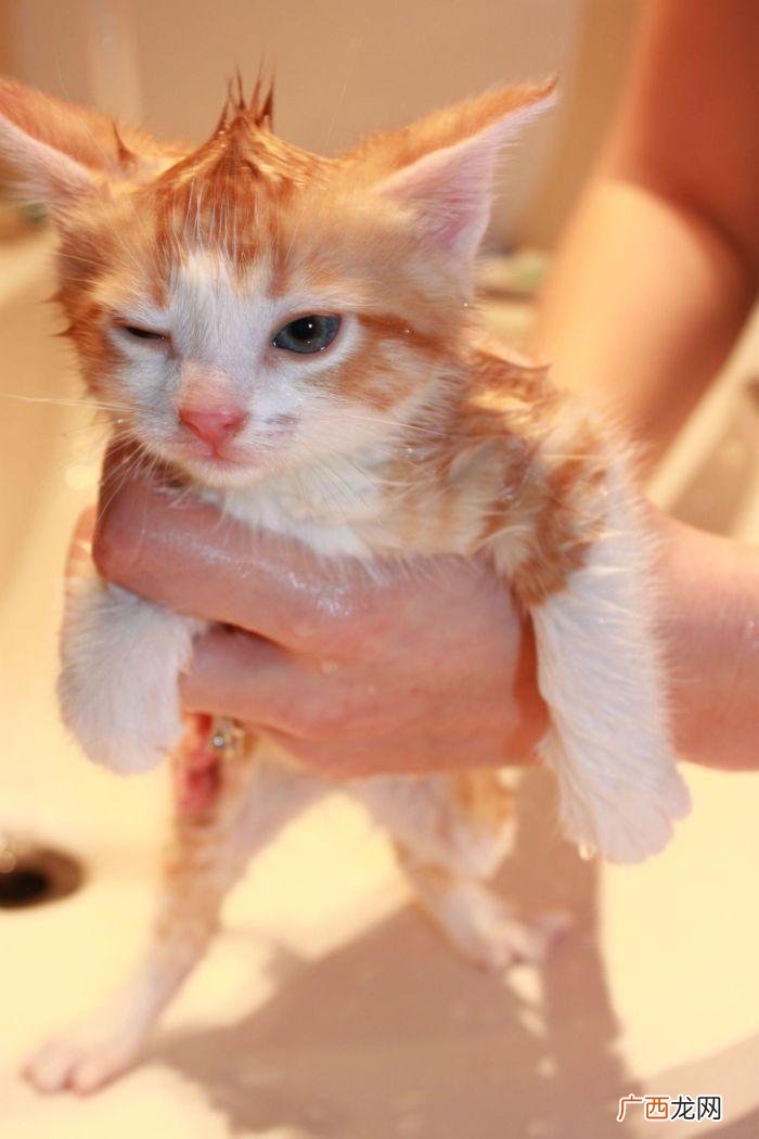 猫咪不爱洗澡的原因都在这里 猫为什么怕水