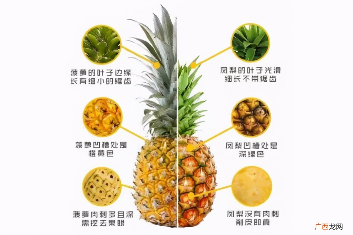 怎么区分菠萝和凤梨 菠萝和凤梨是同一种水果吗