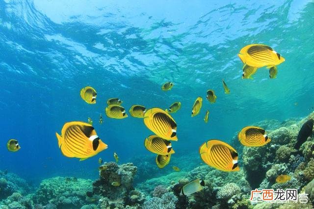 入海口的淡水鱼到海里能活吗 长江鱼会不会流进大海