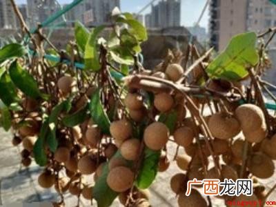 干龙眼怎么晒的具体操作步骤 干龙眼怎么晒