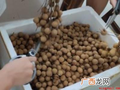 干龙眼怎么晒的具体操作步骤 干龙眼怎么晒