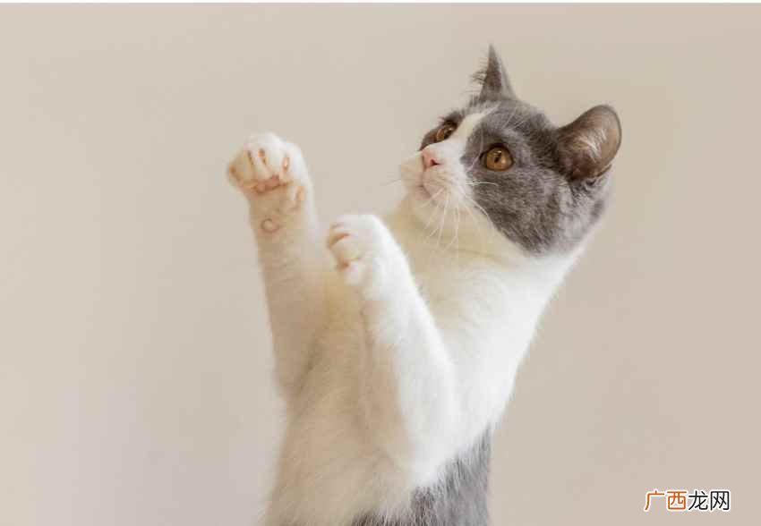 猫树猫爬架是它们的重要产品 猫智商相当于人的几岁