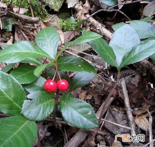 紫金牛是一种什么样的植物 紫金牛别名叫什么