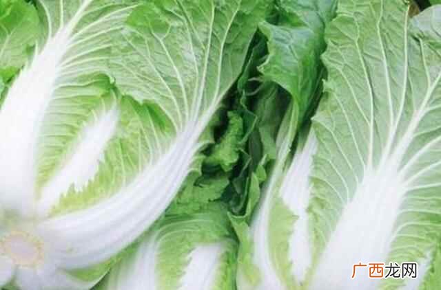 大白菜的品种有哪些 大白菜的品种