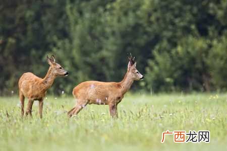獐子的营养价值及功效 獐子是几级保护动物