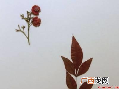 如何制作标本的具体操作步骤 如何制作标本