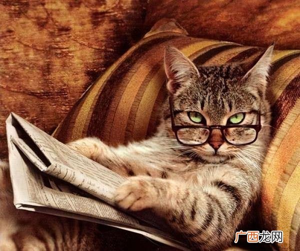 猫界智商排行榜之最聪明和最笨的猫 最聪明的猫排名第一