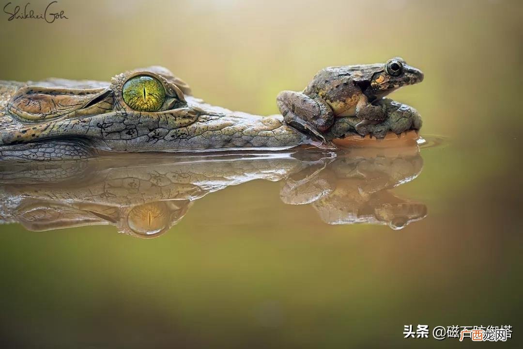 鳄鱼的眼泪什么意思歇后语 鳄鱼的眼泪什么意思