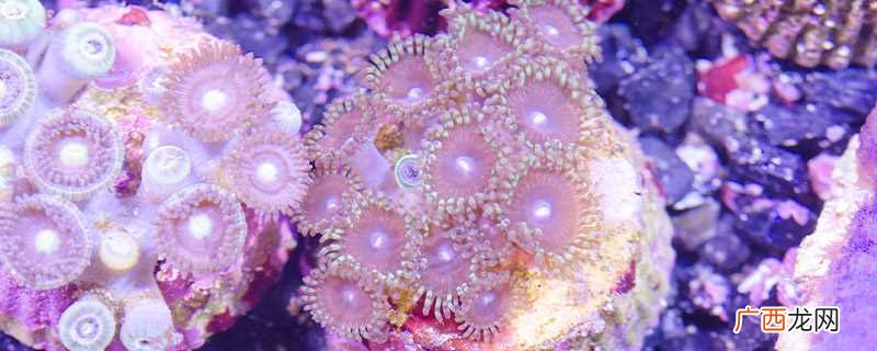 海绵是动物吗简介 海绵是动物吗