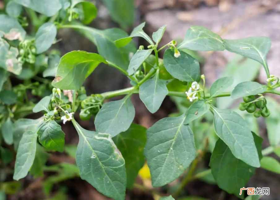 龙葵花几点开花像什么 龙葵花几点开花