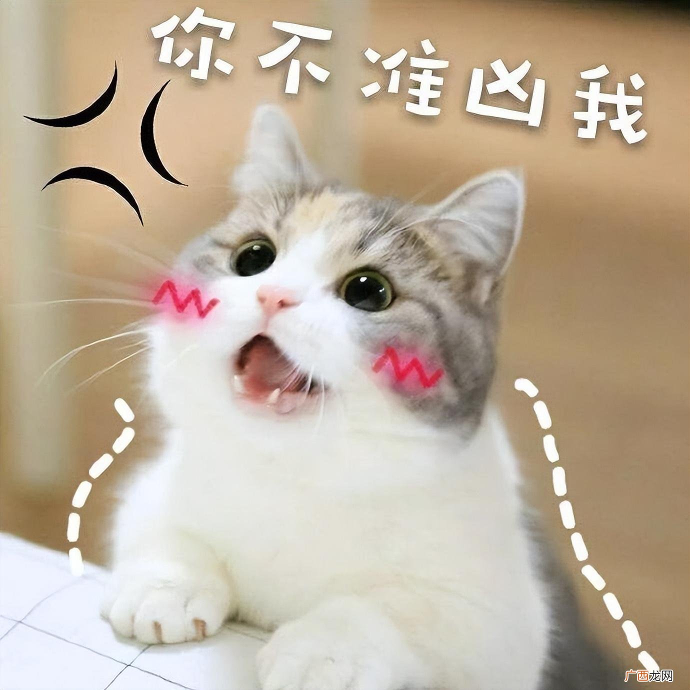 会有这几种表现，可别小看它了 猫咪智商高的6个表现