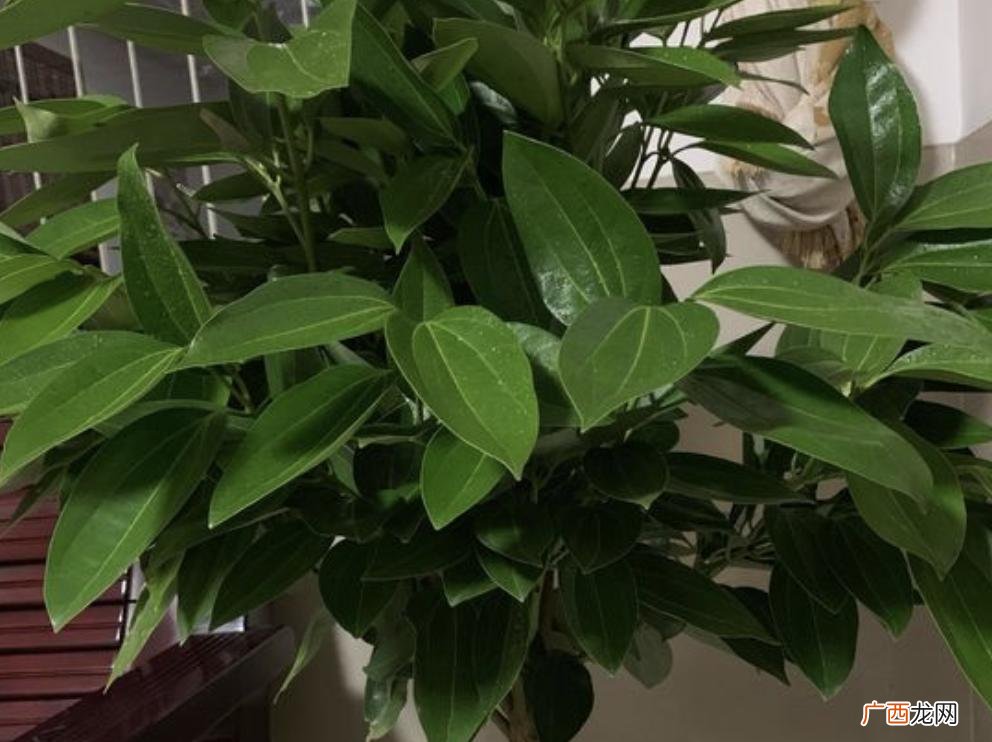 适合客厅的旺财植物 客厅养什么花好旺财