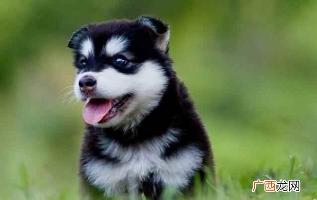 哈士奇幼犬多少钱一只啊 哈士奇幼犬多少钱一只
