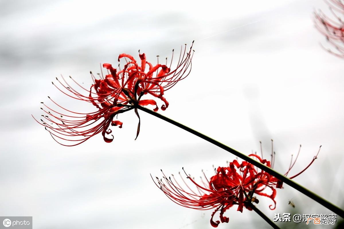 它的花语和寓意是什么 彼岸花的真正含义