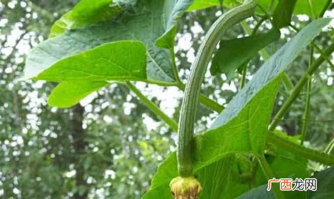 葫芦科丝瓜属植物 丝瓜 丝瓜是葫芦科的吗