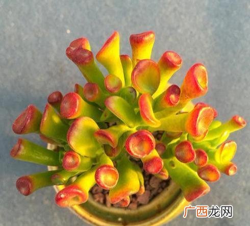 叶片发蔫褶皱补救技巧 吸财树上盆一个月了还干瘪怎样处理