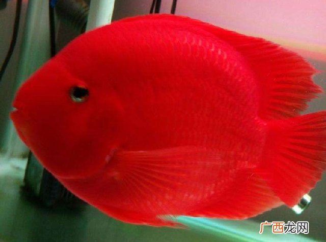 世界10大最昂贵的观赏鱼 十大名贵观赏鱼排行榜及价格