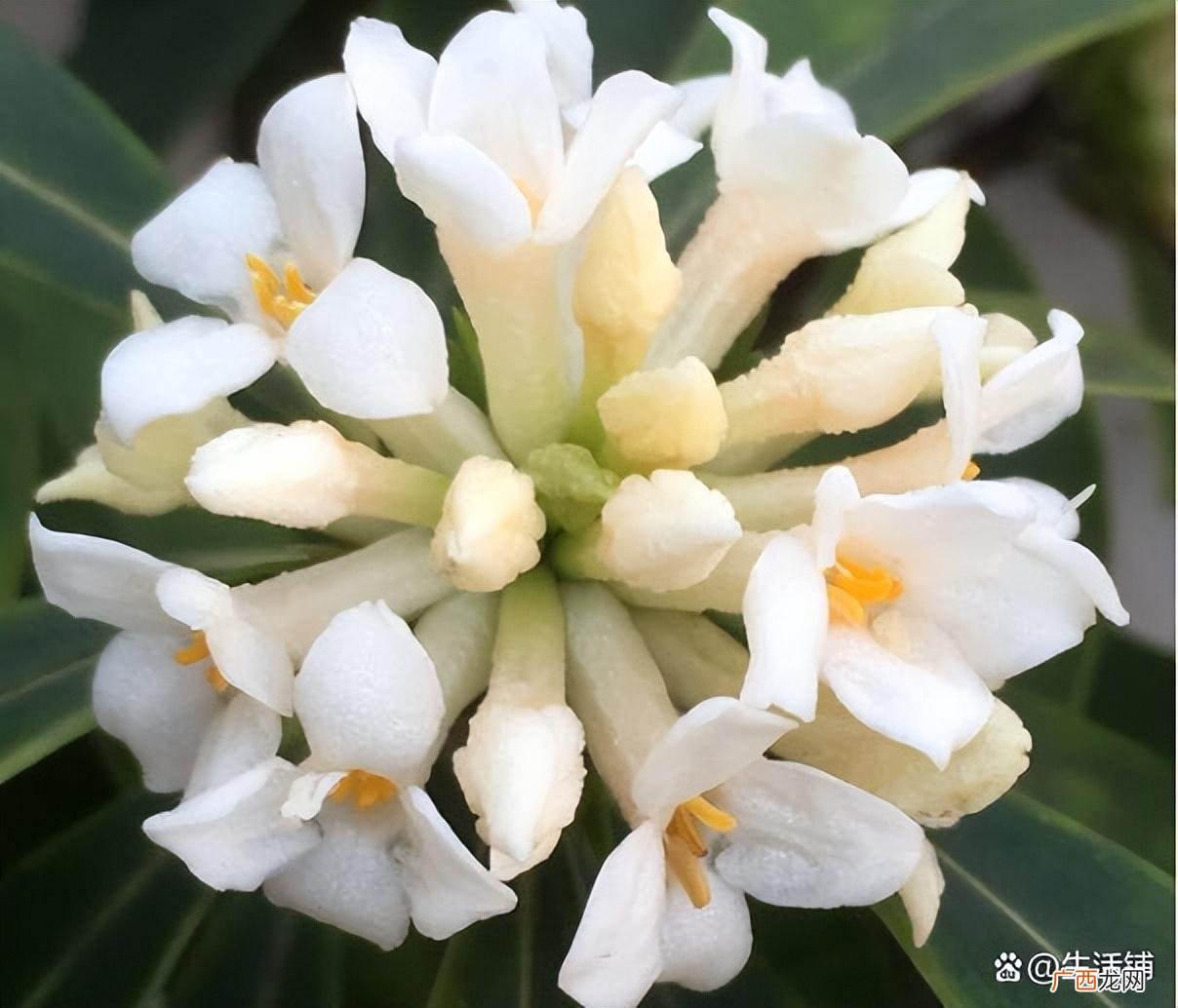 瑞香花到了秋天别乱剪，做好3点 瑞香种植方法及养护