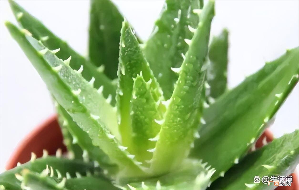 牢记4点,叶片肥厚长得快 芦荟的养殖方法和注意事项