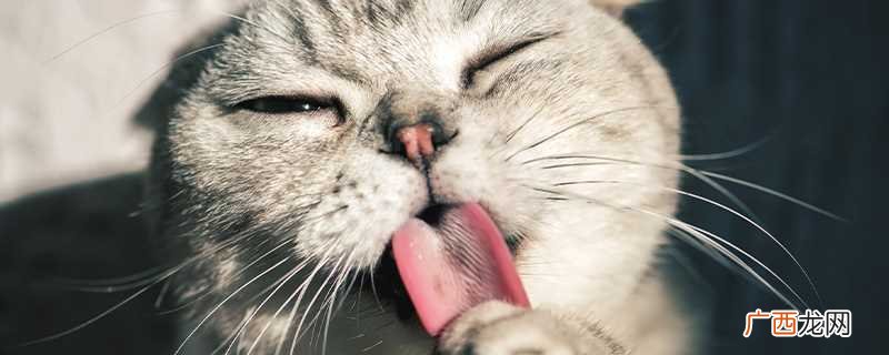 高铁不可以托运猫 高铁可以托运猫吗