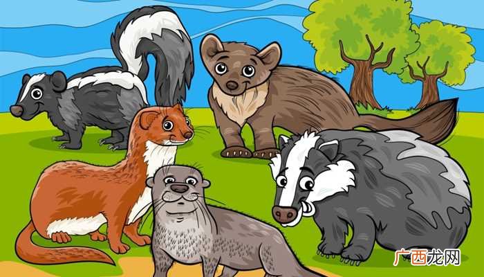 狗獾是鼬科、狗獾属的一种动物 狗灌是什么动物