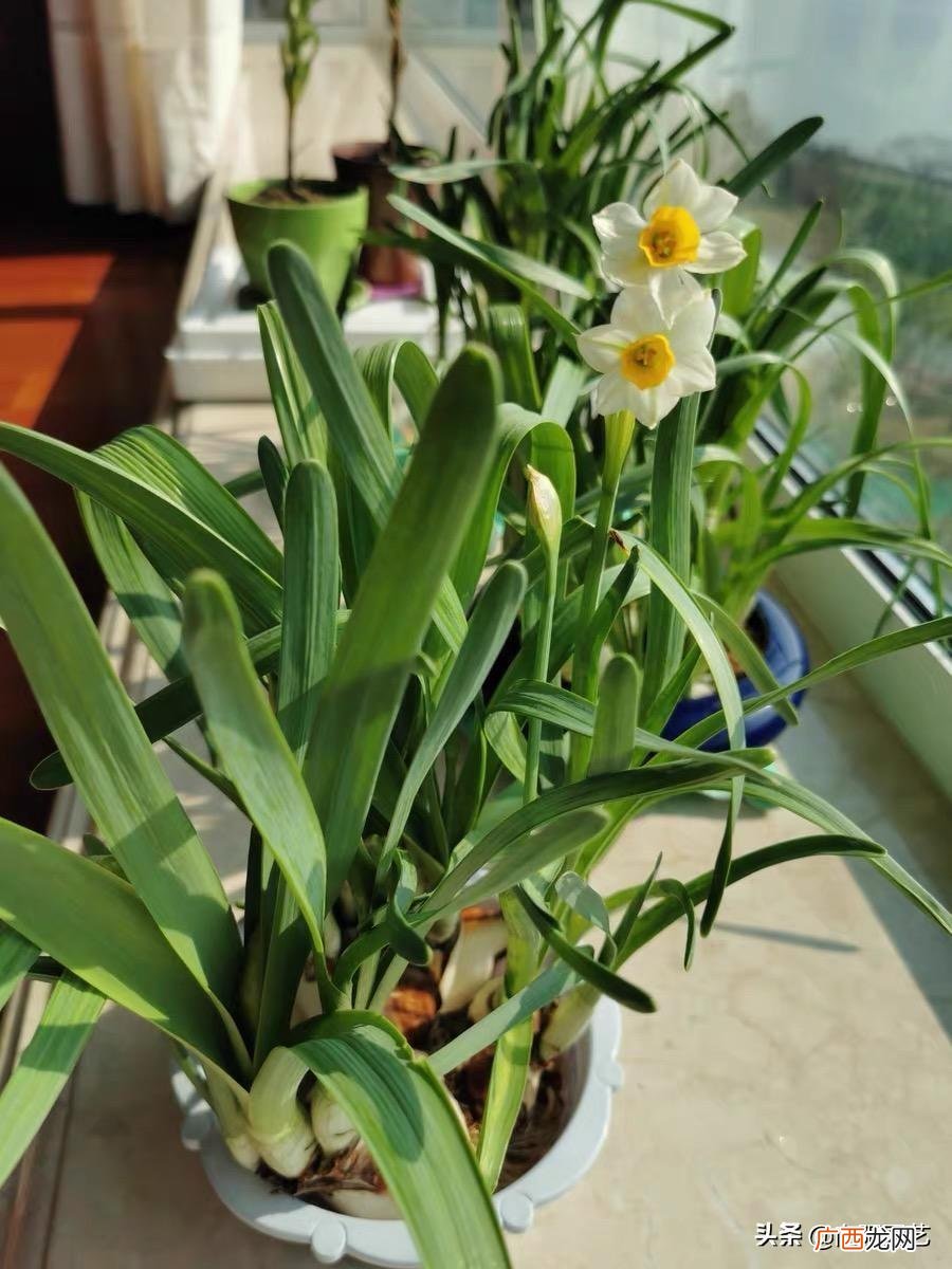 水仙花种植简单生长周期短 水仙花的特点和形状描写