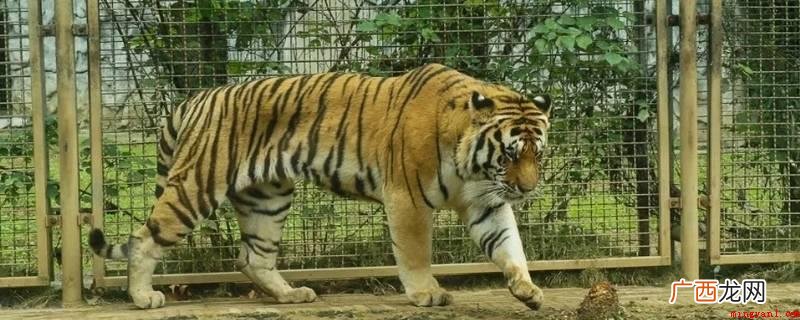 动物园里有蛇、狼、孔雀、鳄鱼、吼猴、蜘蛛猴、长颈鹿、鸵鸟、松 动物园里有什么