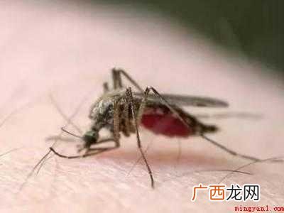 院子里蚊子很多用什么方法消灭