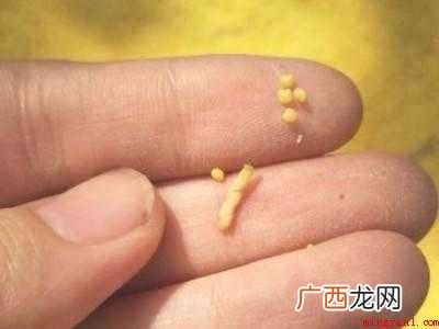 如何去米虫的具体操作步骤 如何去米虫