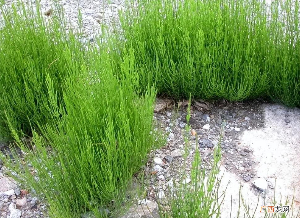 农村问荆为何又叫“吸金草” 问荆草下面真的有黄金吗