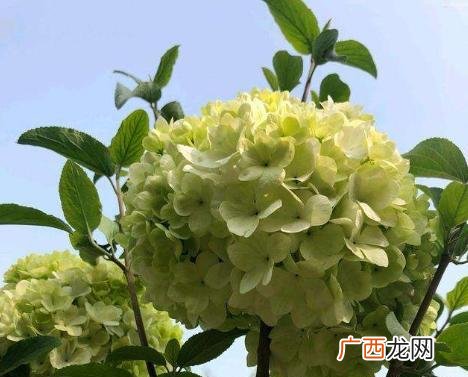 绣球花叶片卷曲变干咋补救 绣球叶子边缘卷曲干枯怎么处理