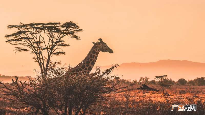 africa是哪个国家的简称 africa是哪个国家