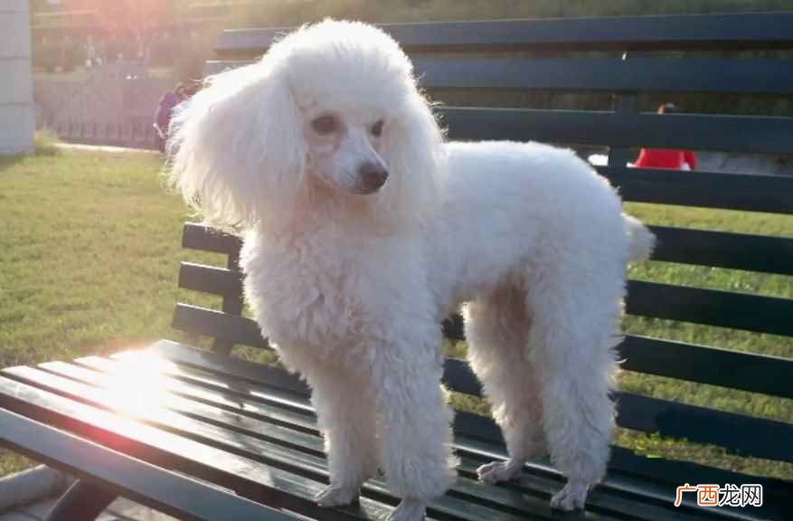 泰迪和贵宾犬的区别 贵宾犬和泰迪的区别是什么