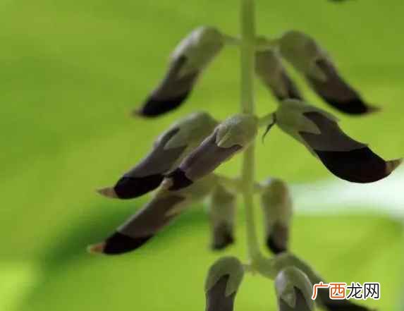 狗爪豆的功效与作用 狗爪豆的功效是什么