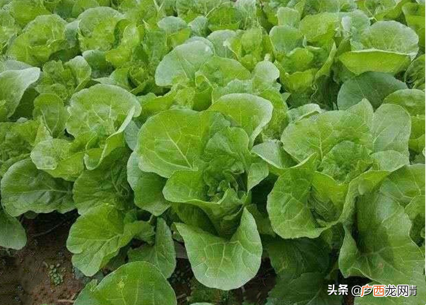 3月份这些蔬菜该种植了 3月份可以种什么蔬菜