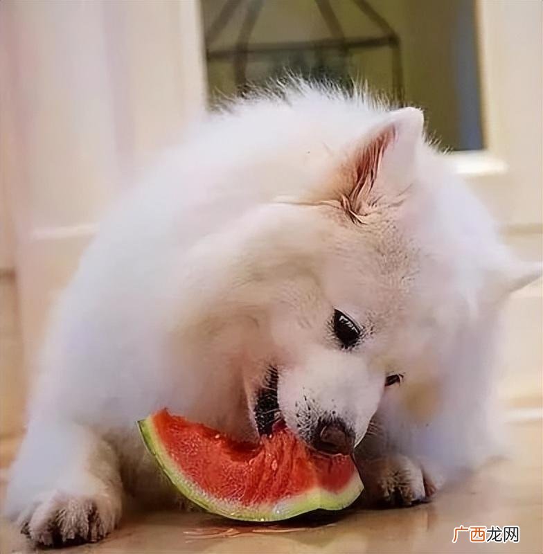 狗可以吃香蕉吗 狗可以吃西瓜吗