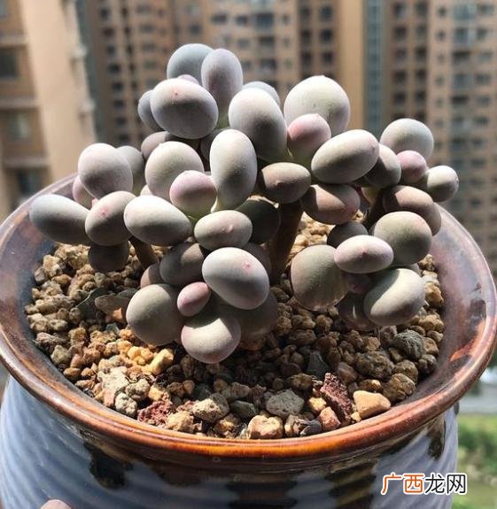 多肉植物叶片干瘪有皱发软补救 多肉叶子发软发皱怎么处理