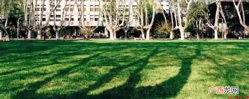东南大学大草坪直径1000平方米 东南大学大草坪直径