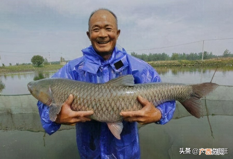四大家鱼之首青鱼简单介绍 青鱼是海鱼还是淡水鱼
