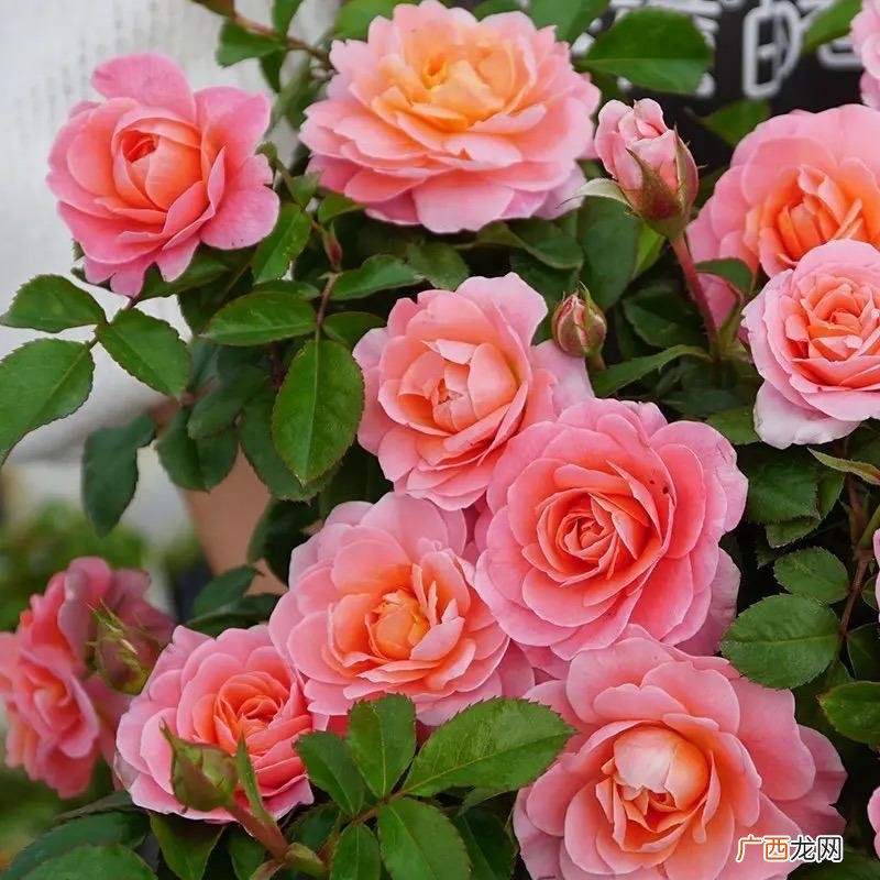 月季花如何施肥呢，牢记2点 月季花施肥方法