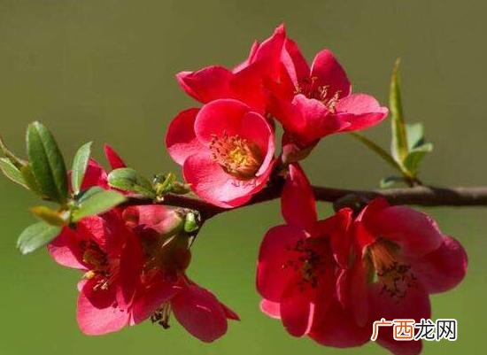 室内养海棠花有毒吗 家里为什么不要养海棠