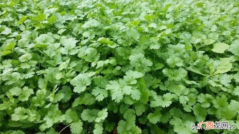 香菜种植需要把种子弄破吗 香菜种子用碾碎再种吗