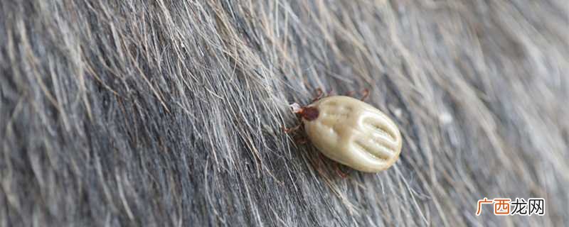 虱子怕高温、寒冷、药剂、刺激性物品 虱子怕什么