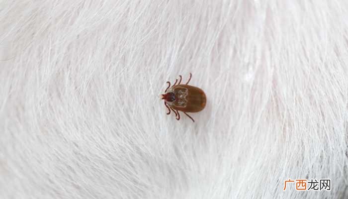 虱子怕高温、寒冷、药剂、刺激性物品 虱子怕什么