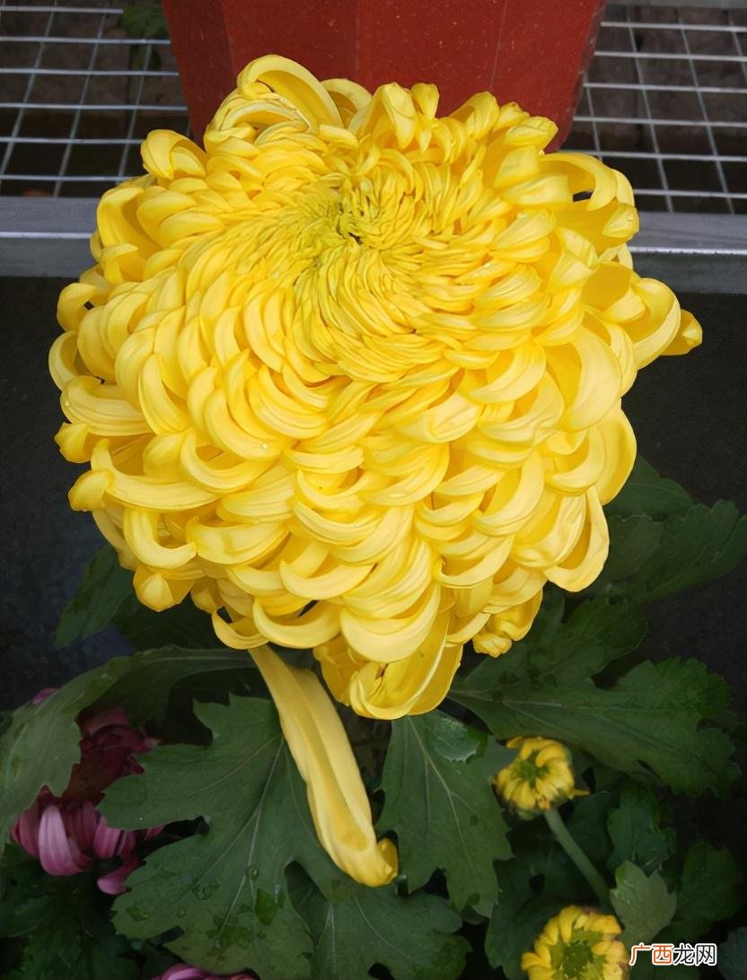 菊花象征的3个美好寓意 菊花代表什么意思