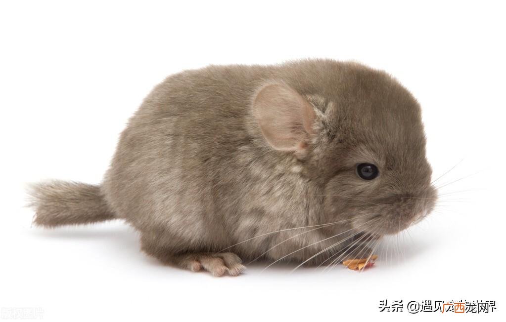 龙猫有哪些性格特点介绍 龙猫寿命多长时间