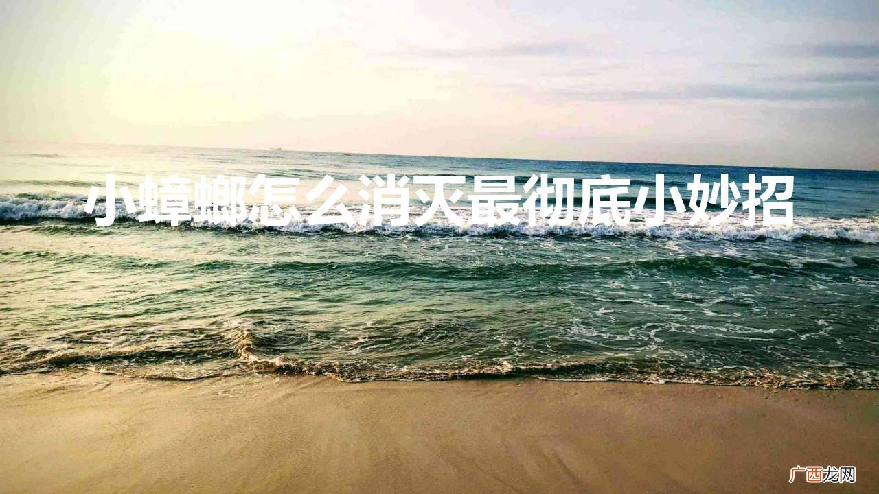 消灭蟑螂最好的办法 小蟑螂怎么消灭最彻底小妙招