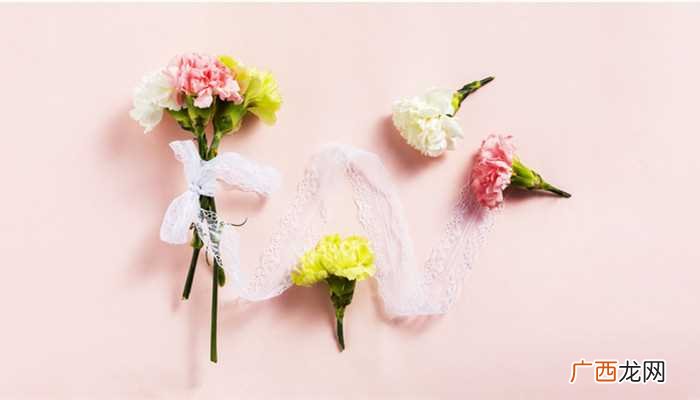 康乃馨花寓意为热爱、魅力、宽容、祝福、思念、不求代价的母爱等 康乃馨花代表什么