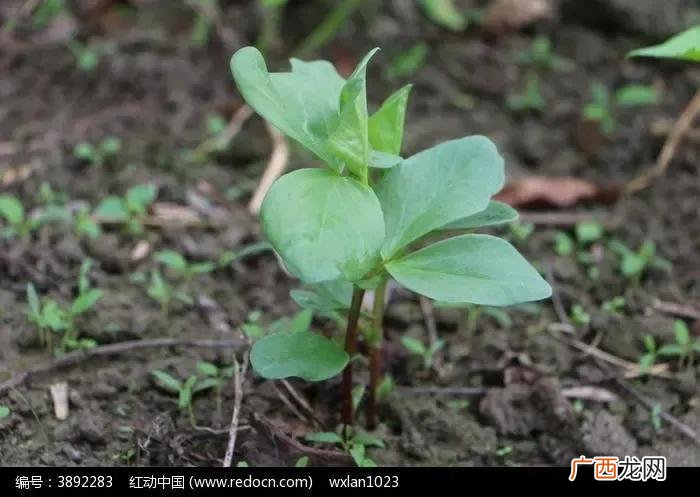 蚕豆高产种植技术 蚕豆种植时间和方法