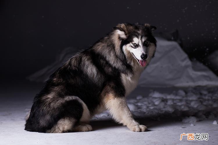 阿拉斯加犬优缺点分析 阿拉斯加犬要多少钱一只